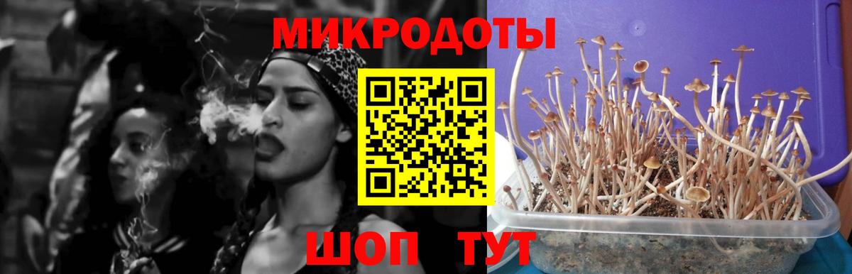 Псилоцибиновые грибы Psilocybe Гай